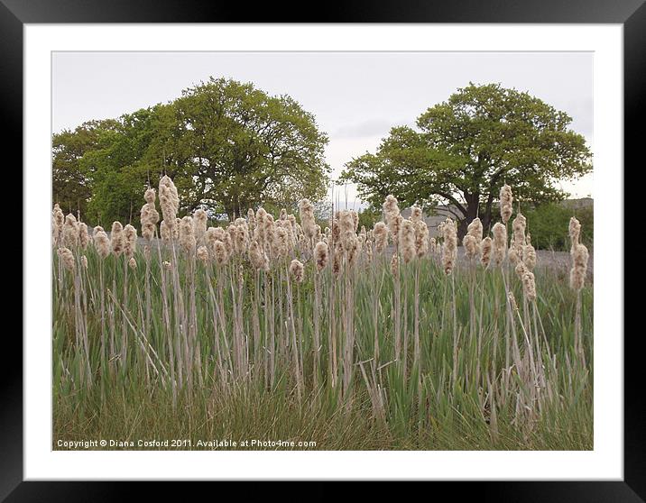 Rushes of a streambed, Bedfordshire Framed Mounted Print by DEE- Diana Cosford