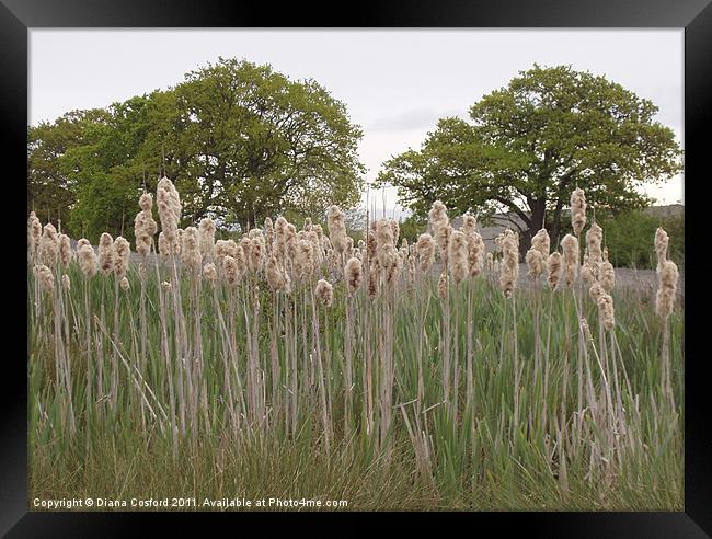 Rushes of a streambed, Bedfordshire Framed Print by DEE- Diana Cosford