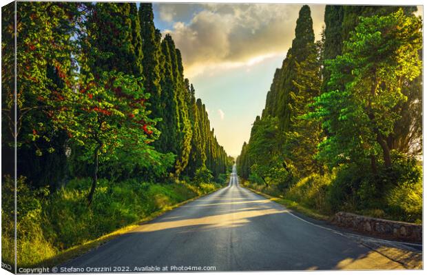 Bolgheri cypress trees boulevard at sunset. Canvas Print by Stefano Orazzini