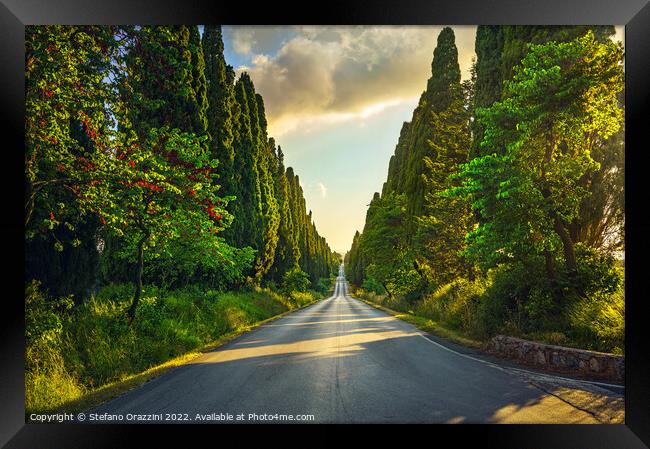 Bolgheri cypress trees boulevard at sunset. Framed Print by Stefano Orazzini