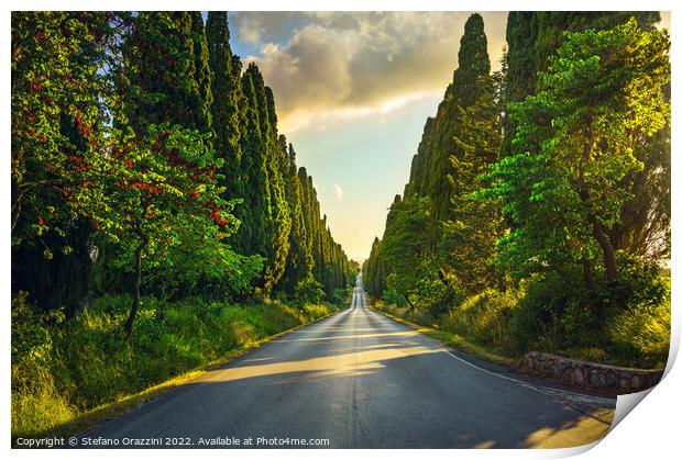 Bolgheri cypress trees boulevard at sunset. Print by Stefano Orazzini