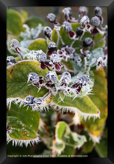 Winters Jewel Framed Print by GJS Photography Artist