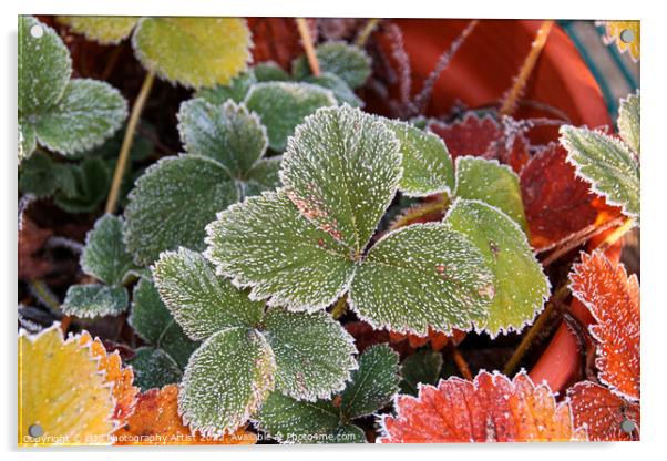 Glittering Frozen Strawberry Leaves Acrylic by GJS Photography Artist