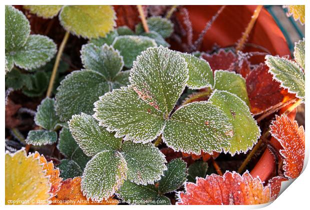 Glittering Frozen Strawberry Leaves Print by GJS Photography Artist