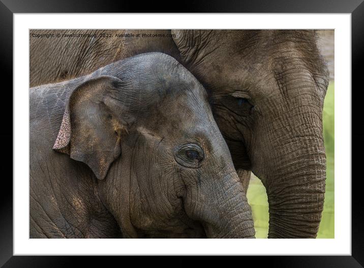 A Mother's Devotion Framed Mounted Print by rawshutterbug 