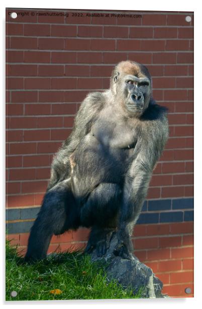 Gorilla Sitting On A Rock Acrylic by rawshutterbug 