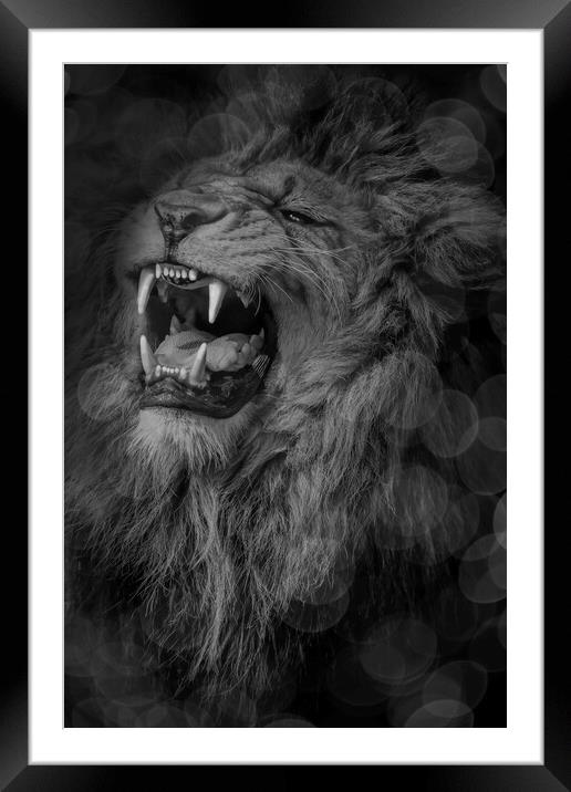 Roaring Lion  Framed Mounted Print by Alison Chambers
