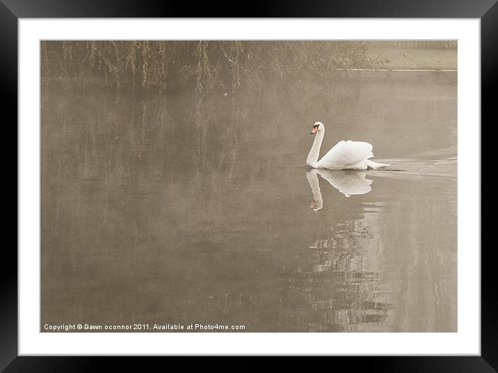 Swan in Mist Framed Mounted Print by Dawn O'Connor