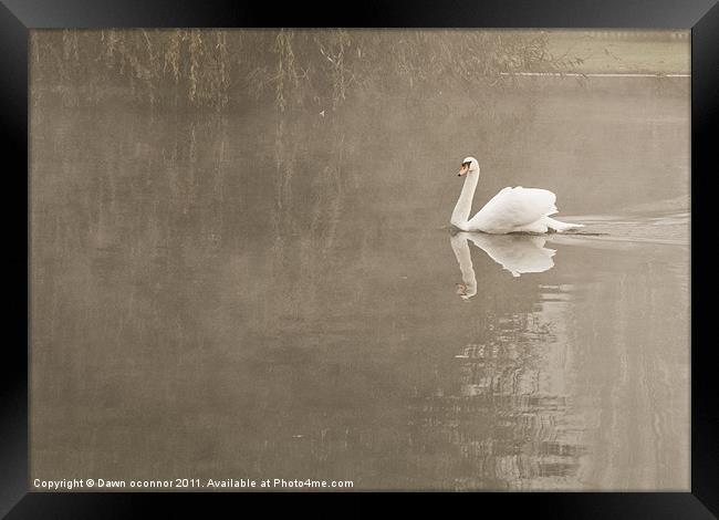 Swan in Mist Framed Print by Dawn O'Connor