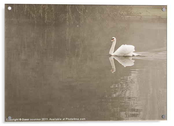 Swan in Mist Acrylic by Dawn O'Connor