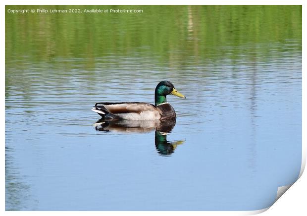 Lone Drake Mallard (3B) Print by Philip Lehman