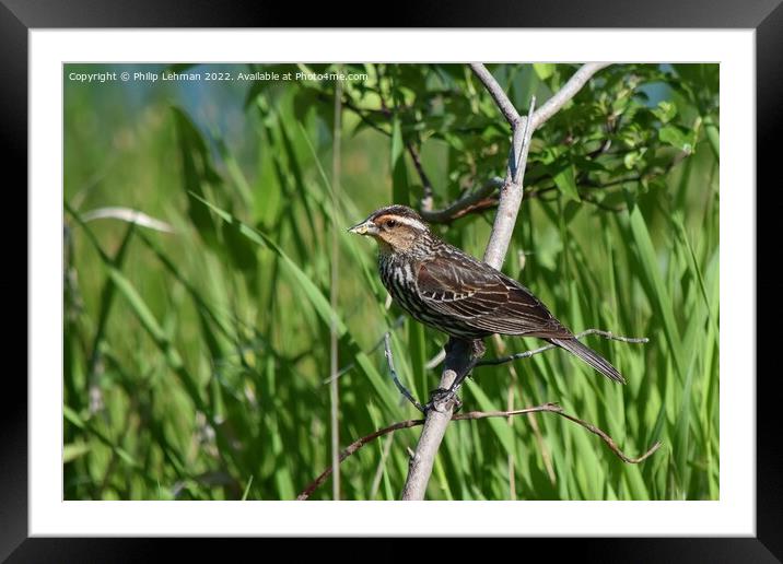 Female Redwing Black-Bird perched on branch (4A) Framed Mounted Print by Philip Lehman