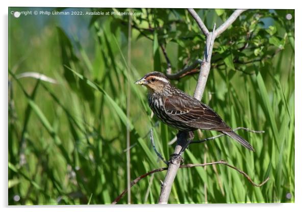 Female Redwing Black-Bird perched on branch (4A) Acrylic by Philip Lehman