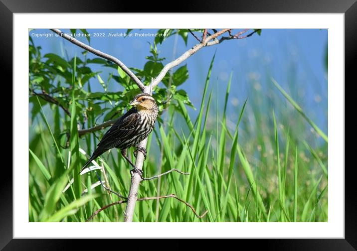 Female Redwing Black-Bird perched on branch (2A) Framed Mounted Print by Philip Lehman