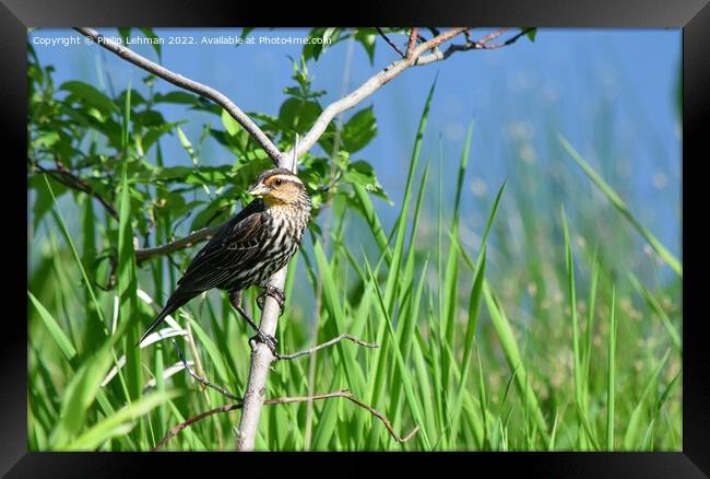 Female Redwing Black-Bird perched on branch (2A) Framed Print by Philip Lehman