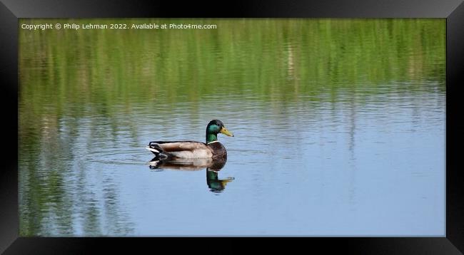 Lone Drake Mallard (2A) Framed Print by Philip Lehman