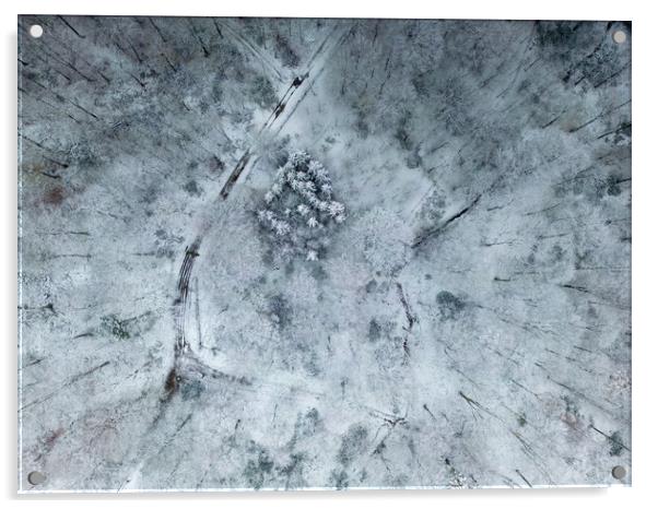 Winter Woodland Acrylic by Apollo Aerial Photography