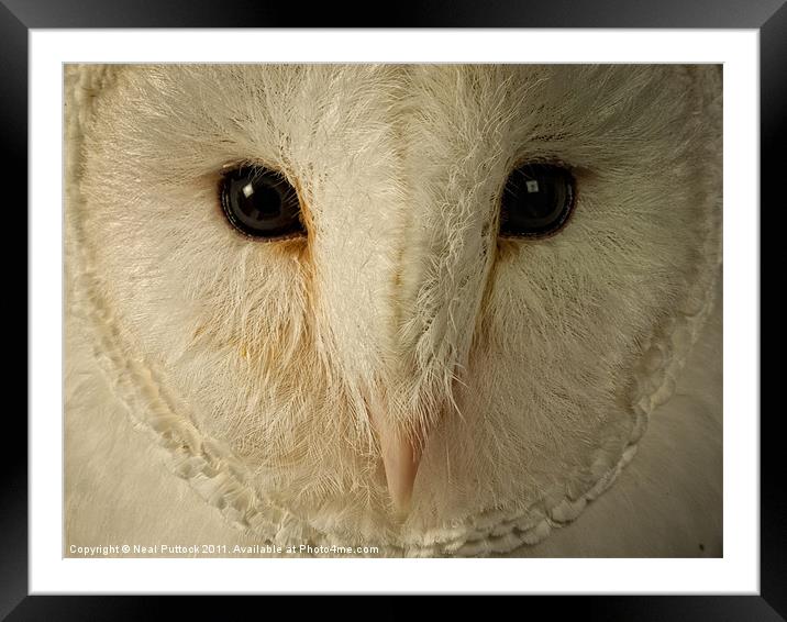 Barn Owl Framed Mounted Print by Neal P