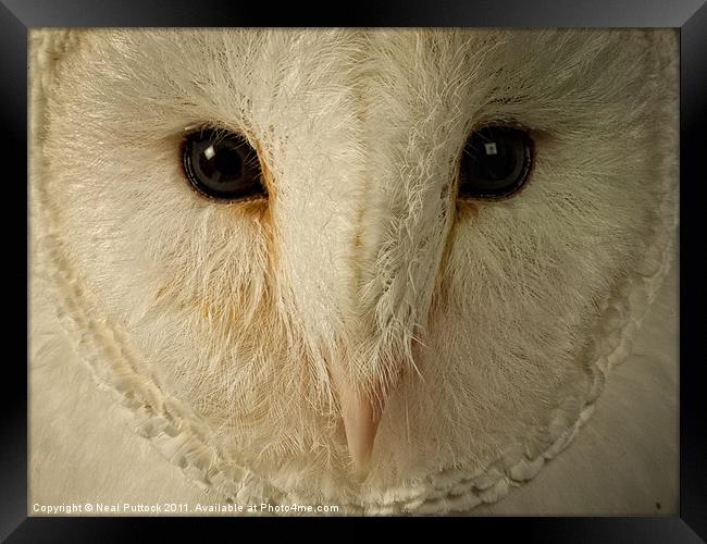 Barn Owl Framed Print by Neal P