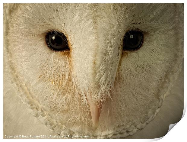 Barn Owl Print by Neal P