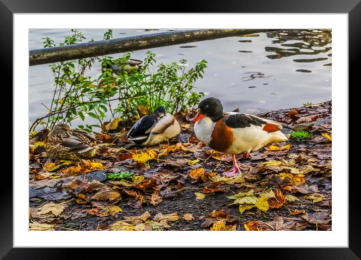 Majestic Autumnal Shelduck Framed Mounted Print by Steve Purnell