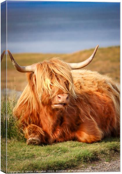 Highland Cattle, Skye Canvas Print by Simon Connellan