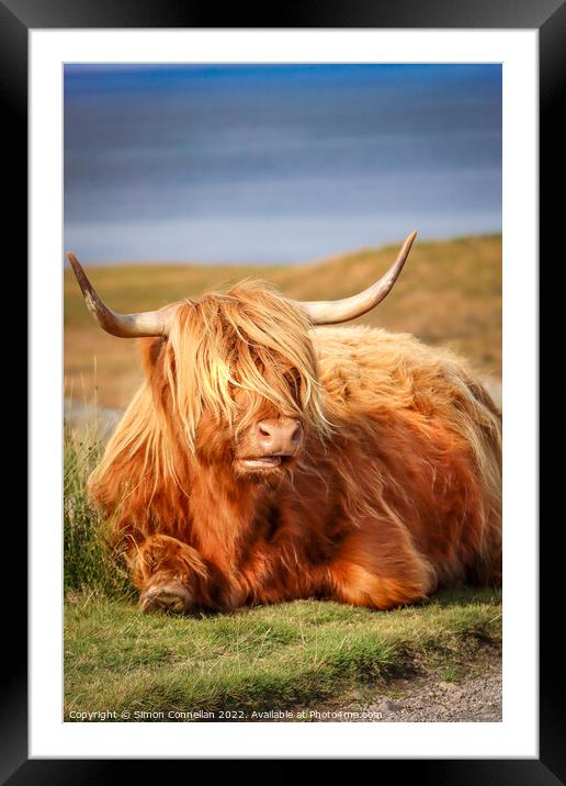 Highland Cattle, Skye Framed Mounted Print by Simon Connellan