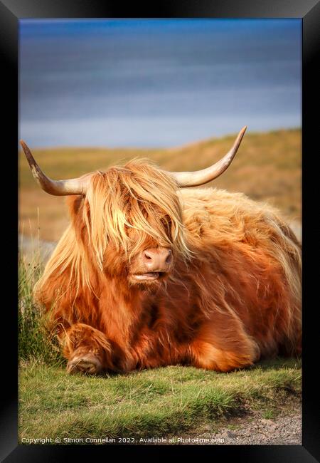 Highland Cattle, Skye Framed Print by Simon Connellan