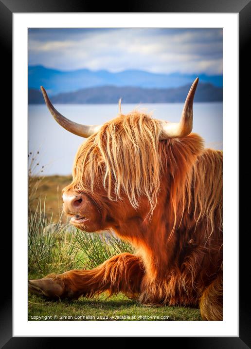 Highland Cattle, Skye Framed Mounted Print by Simon Connellan