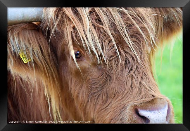 Highland Cattle, Skye Framed Print by Simon Connellan