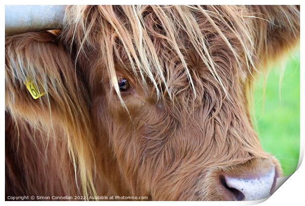 Highland Cattle, Skye Print by Simon Connellan