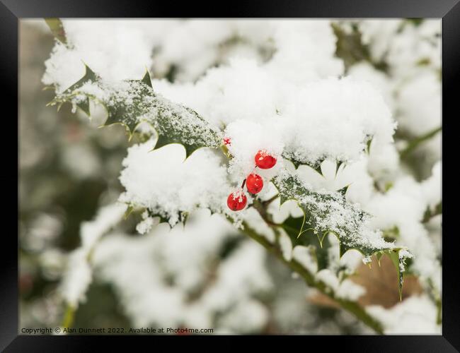 Snow berries Framed Print by Alan Dunnett