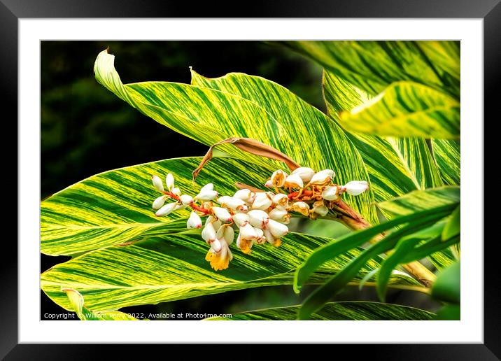 White Yellow Shell Ginger Flowers Leaves Waikiki Honolulu Hawaii Framed Mounted Print by William Perry