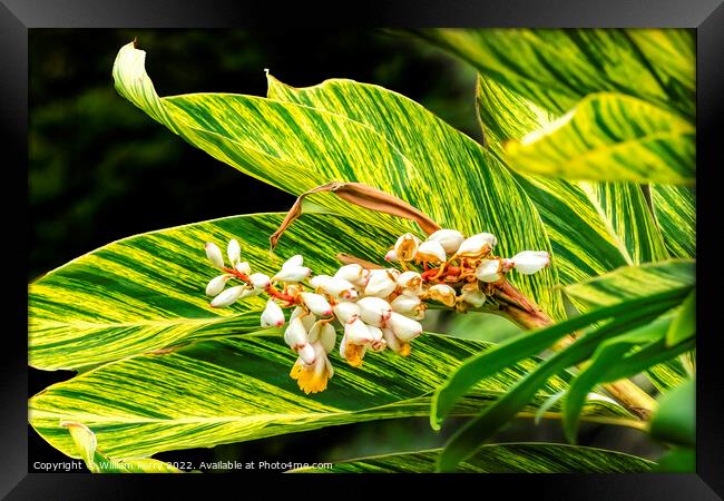 White Yellow Shell Ginger Flowers Leaves Waikiki Honolulu Hawaii Framed Print by William Perry