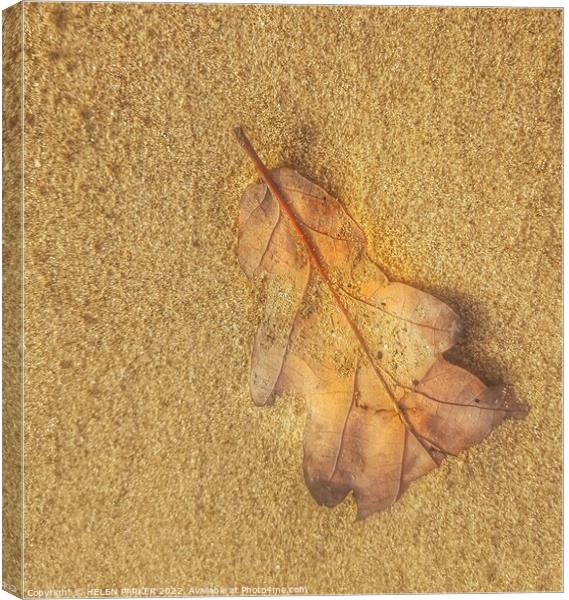 Just a leaf Canvas Print by HELEN PARKER