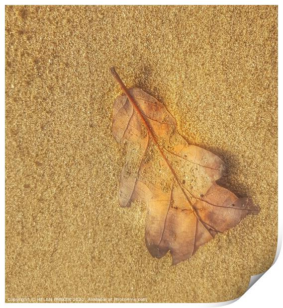 Just a leaf Print by HELEN PARKER