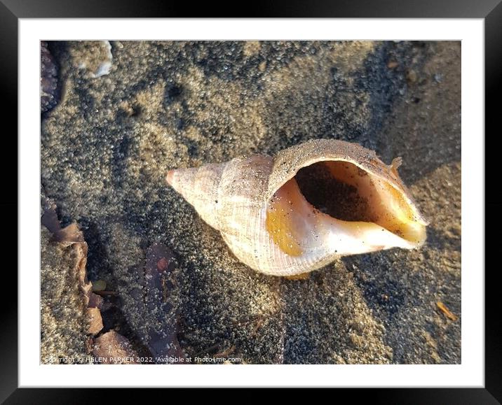 Lonely shell Framed Mounted Print by HELEN PARKER