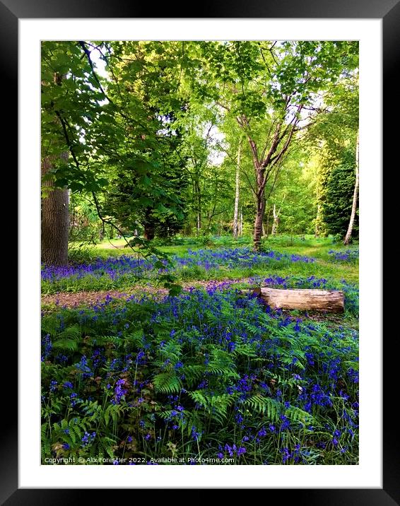 Bluebells - Richmond Park London UK Framed Mounted Print by Alix Forestier