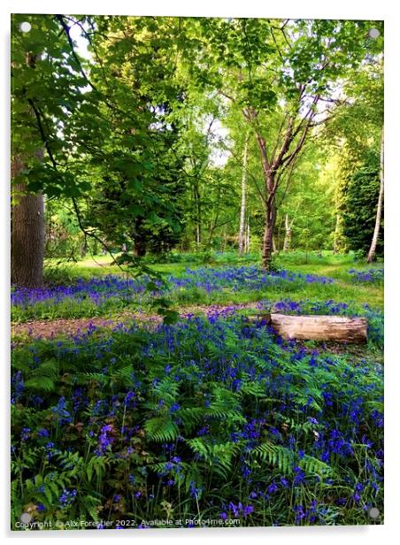 Bluebells - Richmond Park London UK Acrylic by Alix Forestier