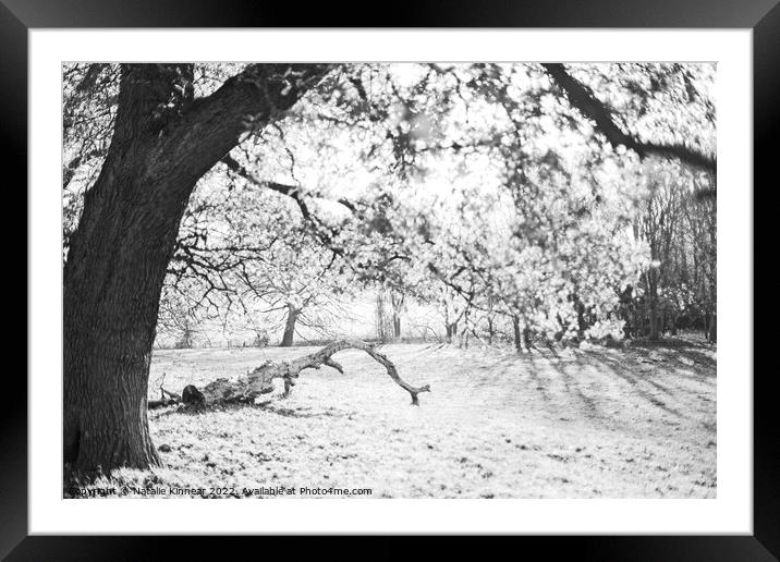 Tree on a Sunlit Frosty Morning by Natalie Kinnear Framed Mounted Print by Natalie Kinnear