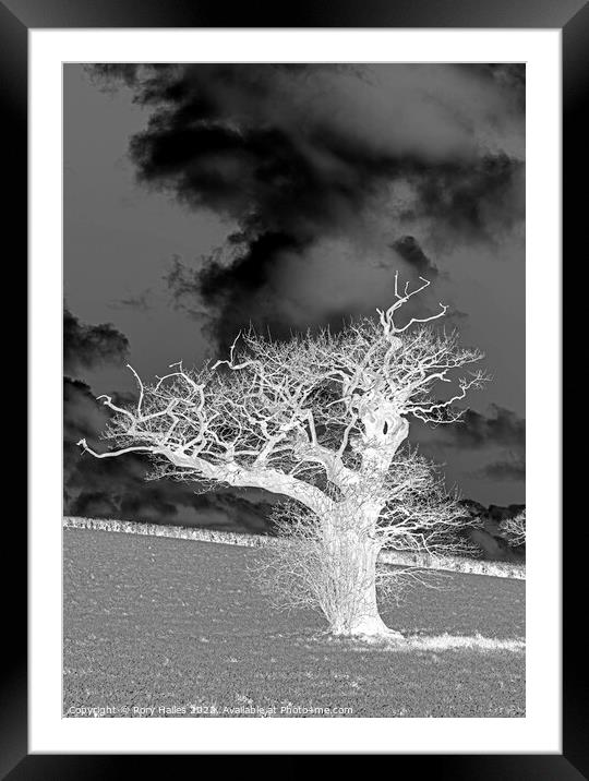 The white tree Framed Mounted Print by Rory Hailes