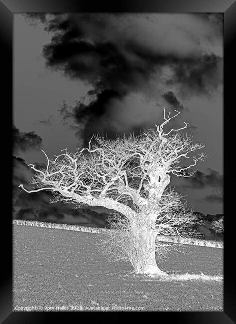 The white tree Framed Print by Rory Hailes
