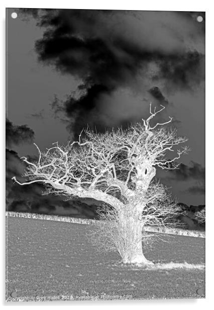 The white tree Acrylic by Rory Hailes