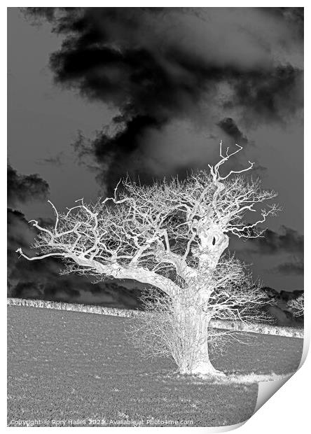 The white tree Print by Rory Hailes