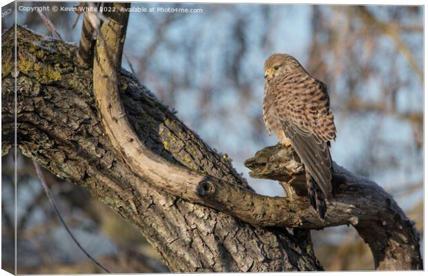 Kestrel sitting on old dead tree Canvas Print by Kevin White