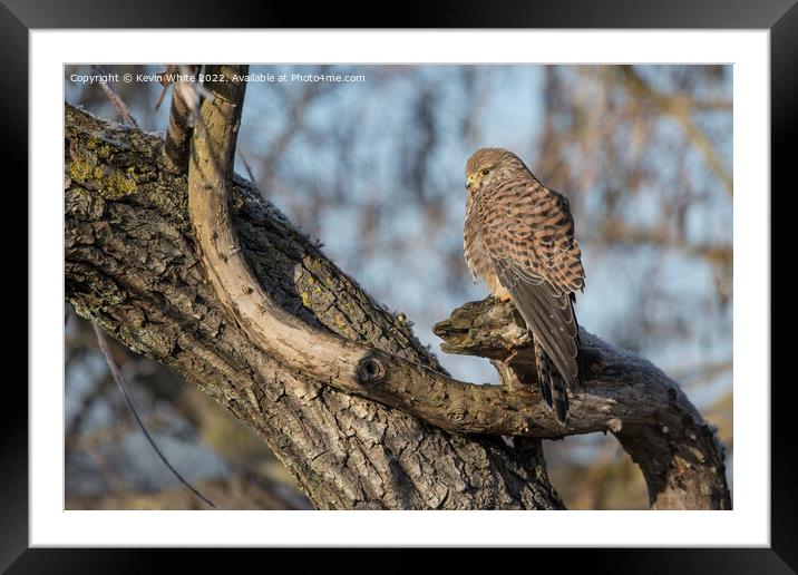Kestrel sitting on old dead tree Framed Mounted Print by Kevin White