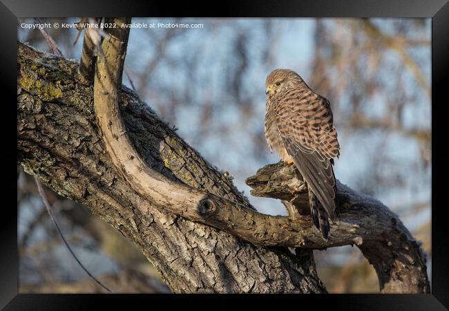 Kestrel sitting on old dead tree Framed Print by Kevin White