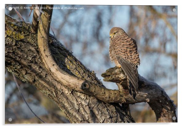 Kestrel sitting on old dead tree Acrylic by Kevin White