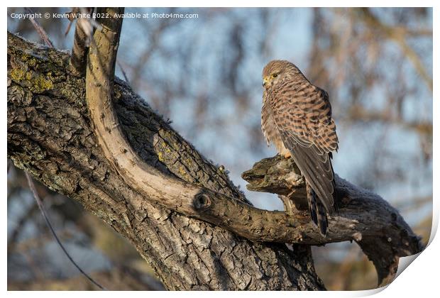 Kestrel sitting on old dead tree Print by Kevin White
