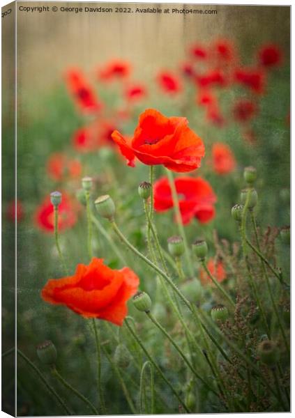 Poppies Canvas Print by George Davidson